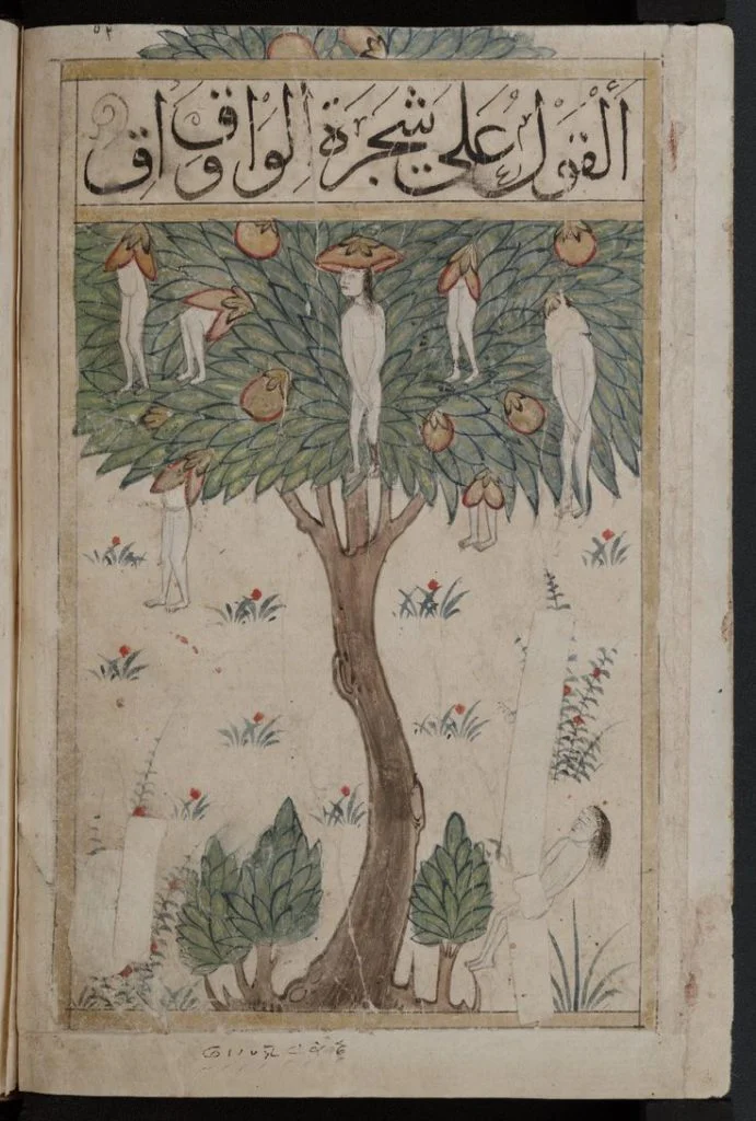 XVII. Yüzyıl İsyanları 2 vakvakagaci
